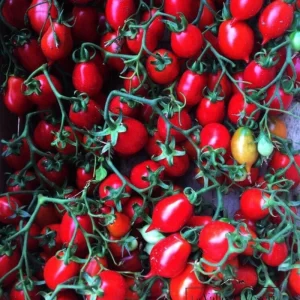 Pomodoro Oro Rosso e non solo